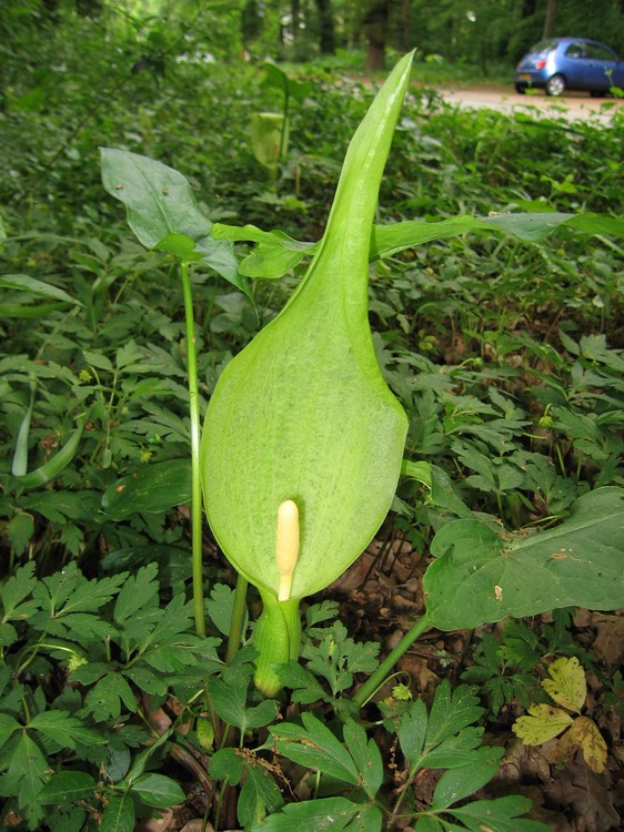 Arum italicum